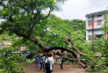 ভেঙে পড়ল রাবির সেই কৃষ্ণচূড়া